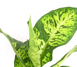 Dehner Grünpflanzen > Dieffenbachie - Dieffenbachia maculata, verschiedene Sorten