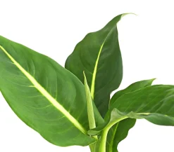 Dehner Grünpflanzen > Dieffenbachie - Dieffenbachia maculata, verschiedene Sorten