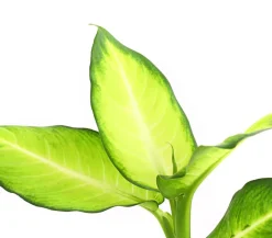 Dehner Grünpflanzen > Dieffenbachie - Dieffenbachia maculata, verschiedene Sorten