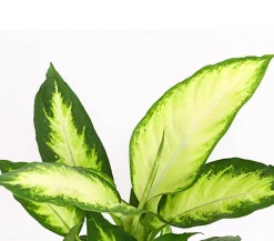 Dehner Dieffenbachie - Dieffenbachia maculata 'Camilla' Clearance
