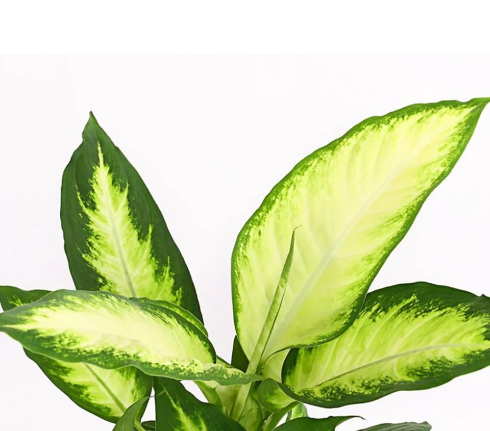 Dehner Dieffenbachie - Dieffenbachia maculata 'Camilla' Clearance