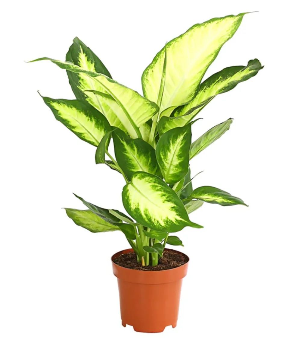 Dehner Dieffenbachie - Dieffenbachia maculata 'Camilla' Clearance
