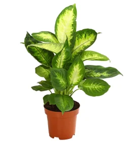 Dehner Dieffenbachie - Dieffenbachia maculata, verschiedene Sorten New