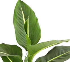 Dehner Dieffenbachie - Dieffenbachia maculata, verschiedene Sorten New
