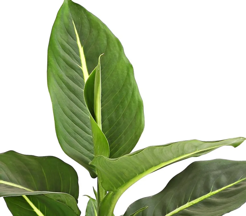 Dehner Dieffenbachie - Dieffenbachia maculata, verschiedene Sorten New