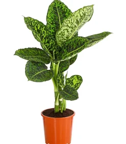 Dehner Dieffenbachie - Dieffenbachia seguine 'Reflector' Outlet