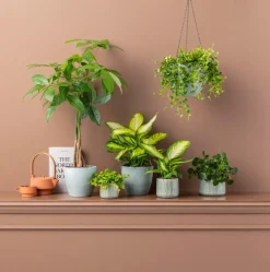 Dehner Grünpflanzen - Dieffenbachie - Dieffenbachia maculata 'Camilla'