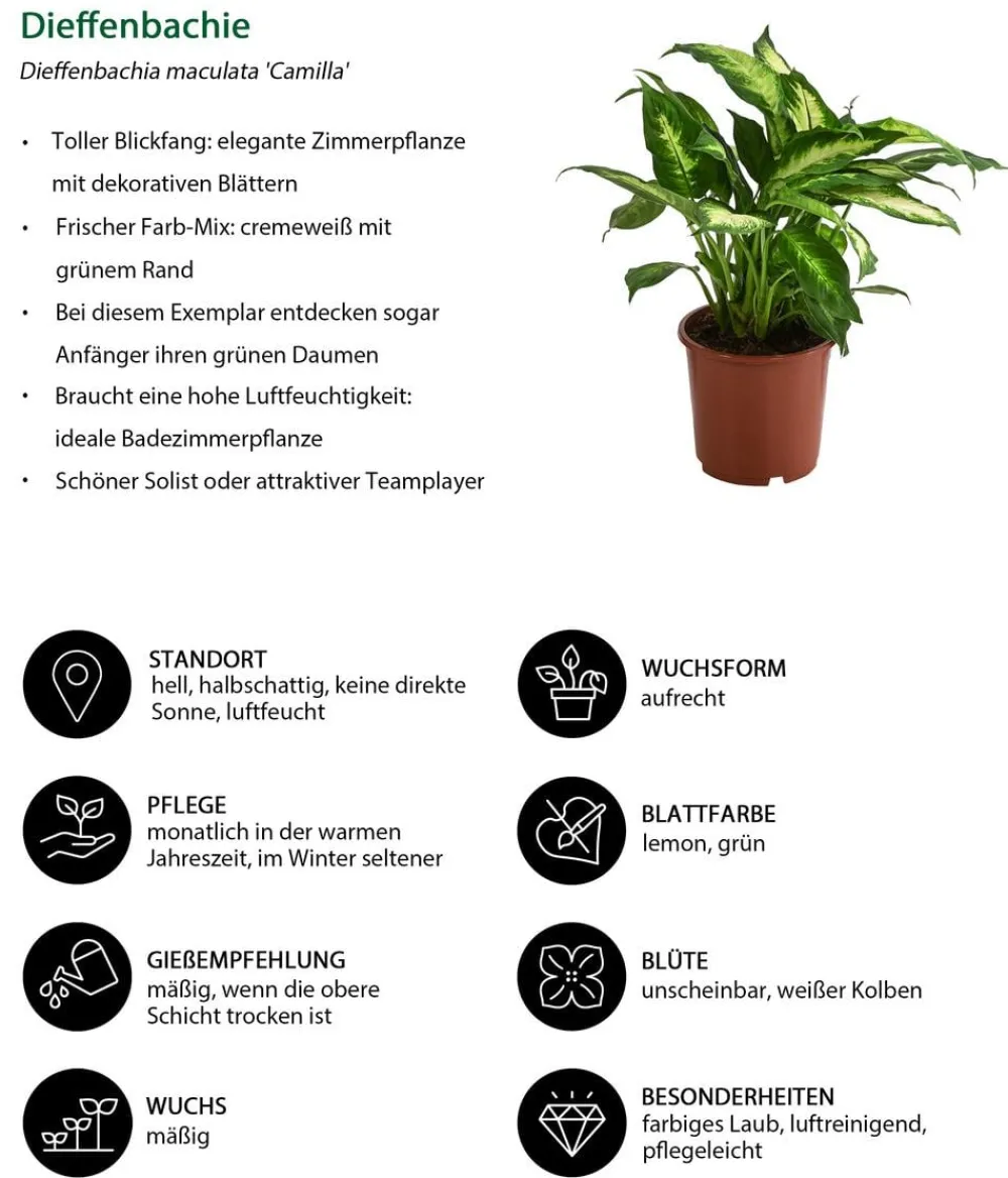 Dehner Grünpflanzen - Dieffenbachie - Dieffenbachia maculata 'Camilla'