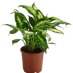 Dehner Grünpflanzen - Dieffenbachie - Dieffenbachia maculata 'Camilla'