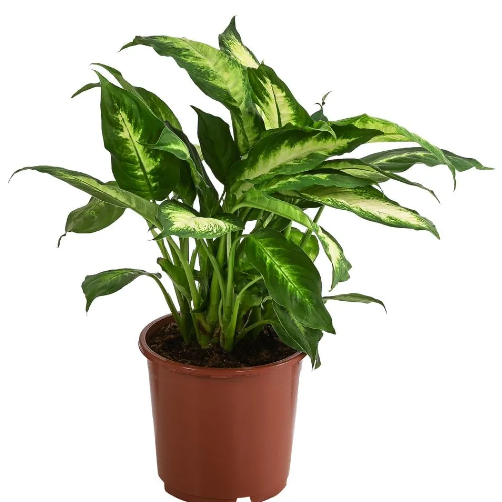 Dehner Grünpflanzen - Dieffenbachie - Dieffenbachia maculata 'Camilla'