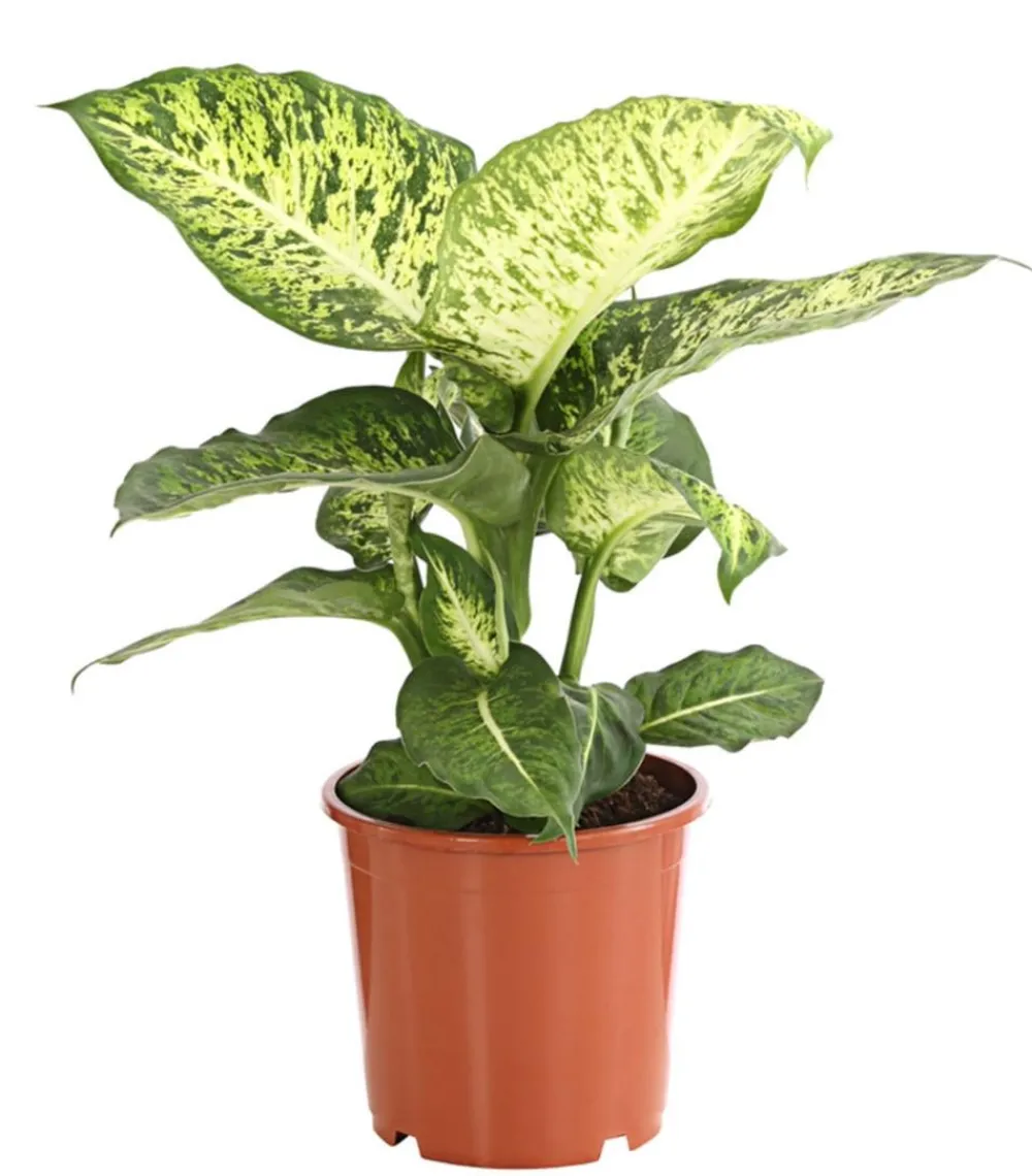 Dehner Grünpflanzen - Dieffenbachie - Dieffenbachia 'Mars'