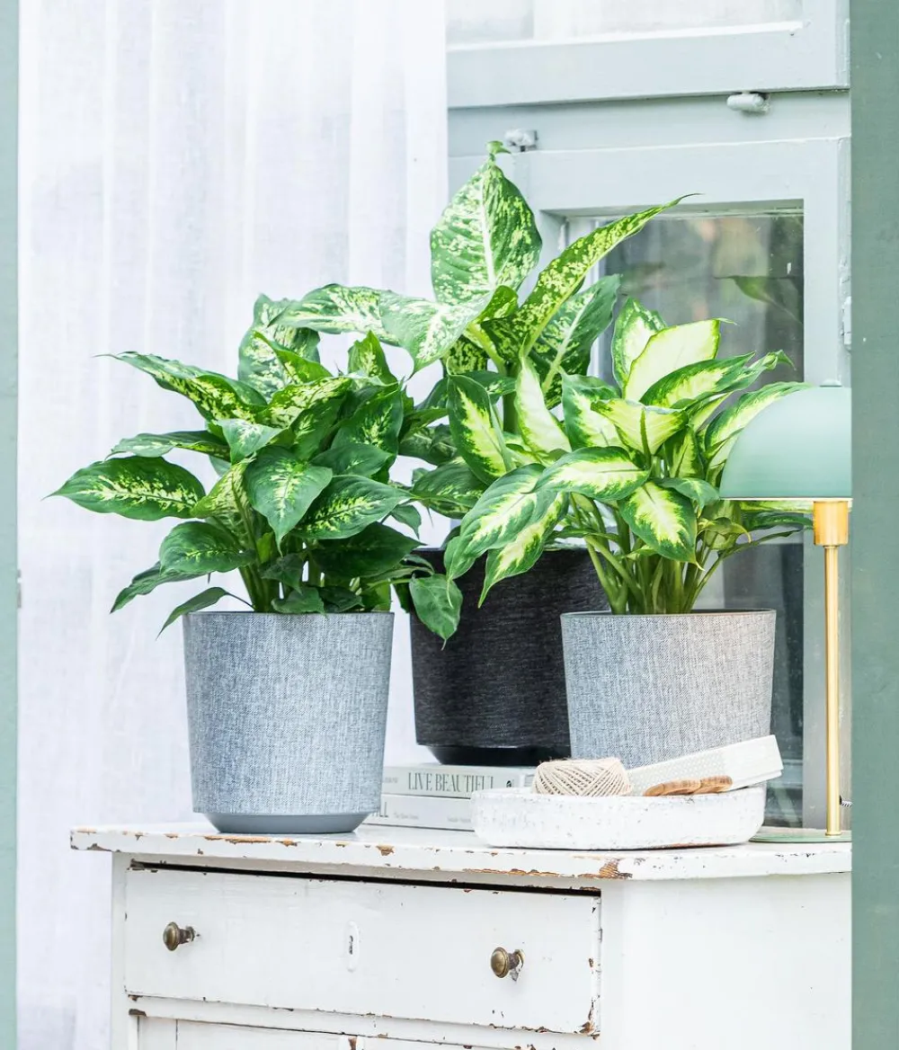 Dehner Grünpflanzen - Dieffenbachie - Dieffenbachia 'Mars'