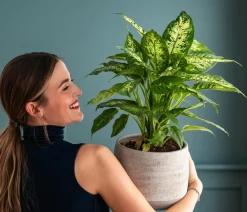 Dehner Grünpflanzen - Dieffenbachie - Dieffenbachia 'Mars'