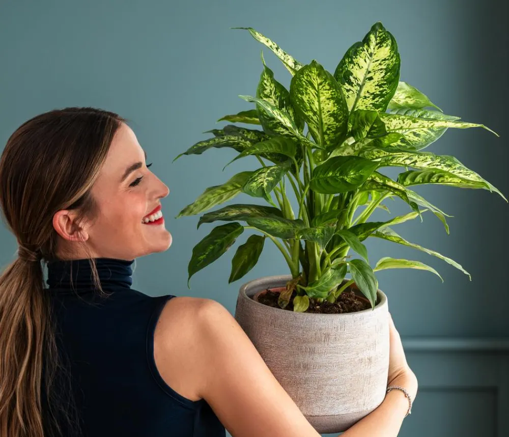 Dehner Grünpflanzen - Dieffenbachie - Dieffenbachia 'Mars'