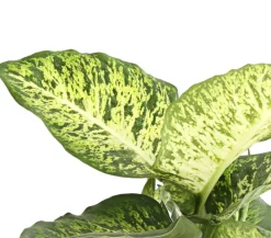 Dehner Grünpflanzen - Dieffenbachie - Dieffenbachia 'Mars'