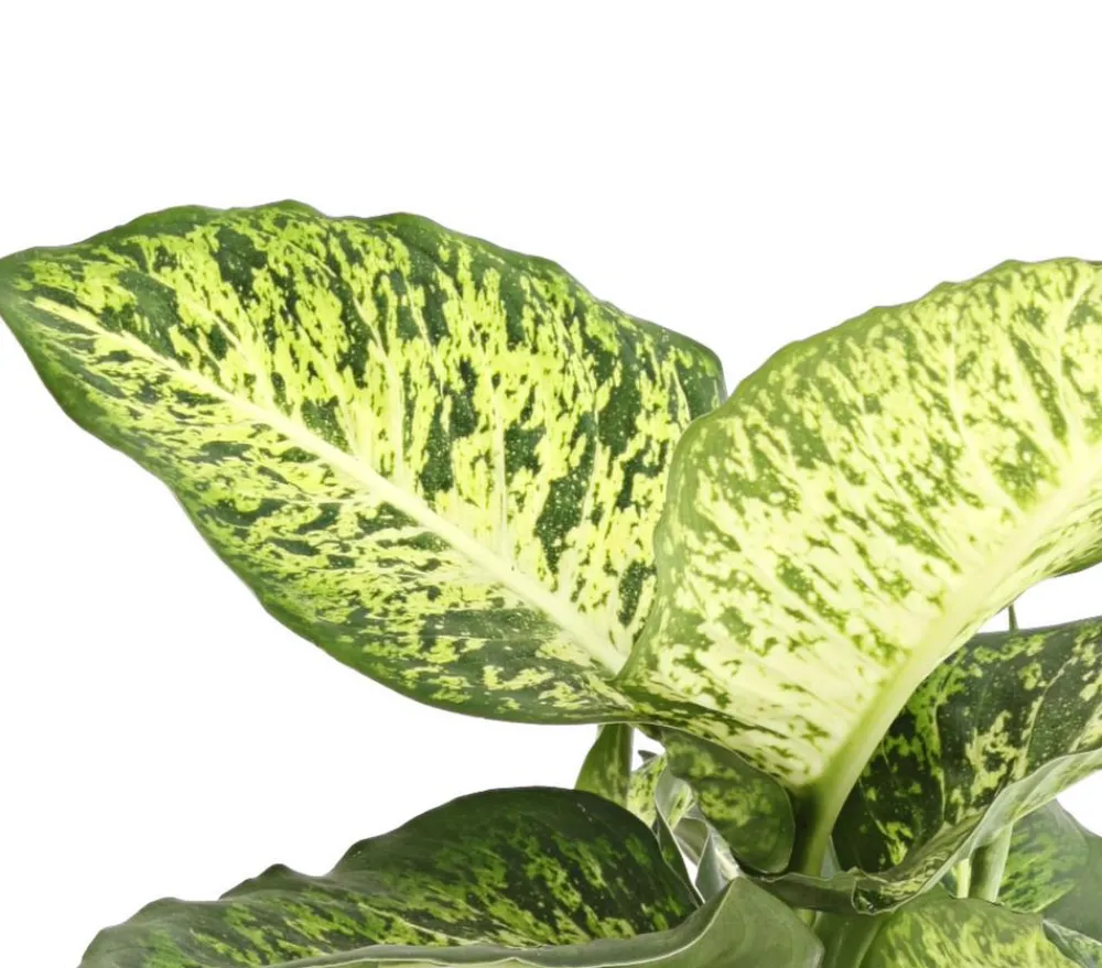 Dehner Grünpflanzen - Dieffenbachie - Dieffenbachia 'Mars'