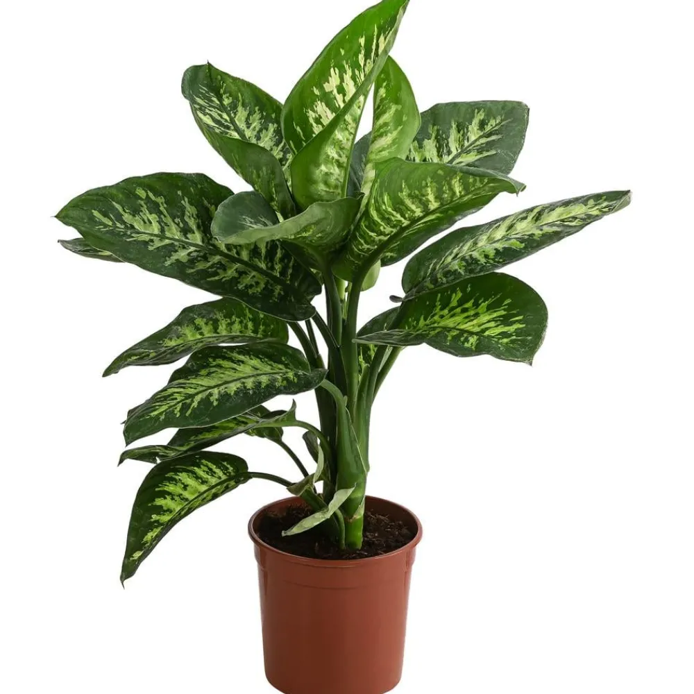 Dehner Dieffenbachie - Dieffenbachia 'Tropic' Hot