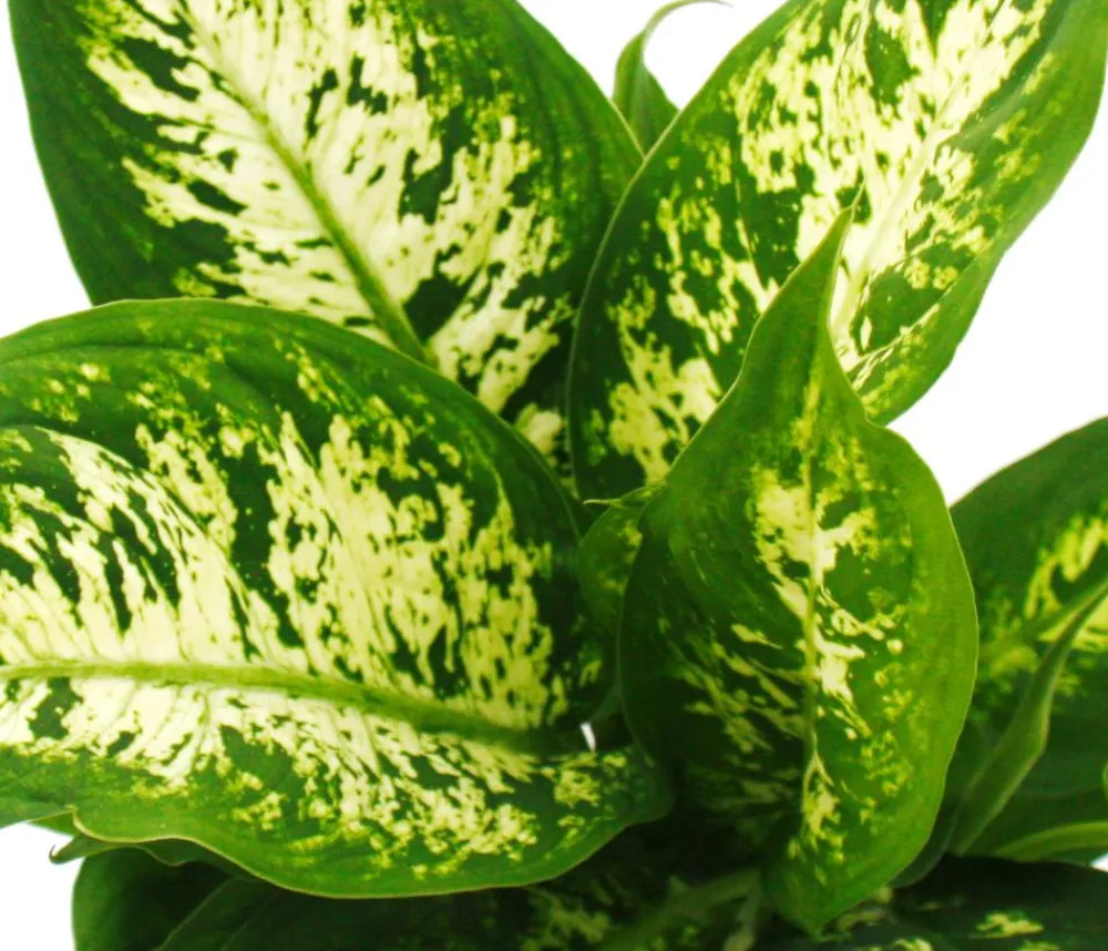 Dehner Dieffenbachien-Set - Dieffenbachia, 3-teilig