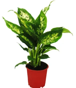 Dehner Dieffenbachien-Set - Dieffenbachia, 3-teilig