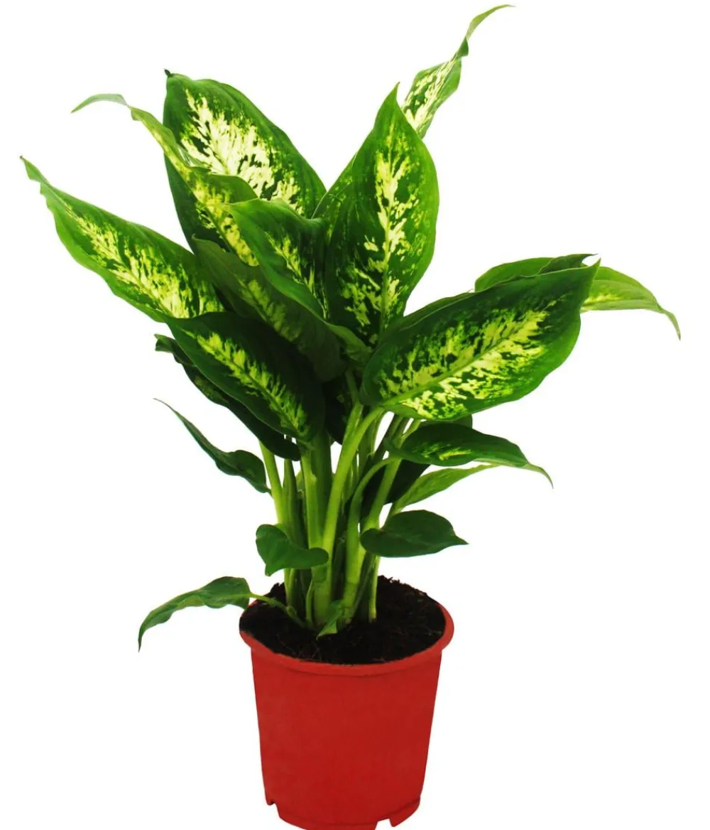Dehner Dieffenbachien-Set - Dieffenbachia, 3-teilig