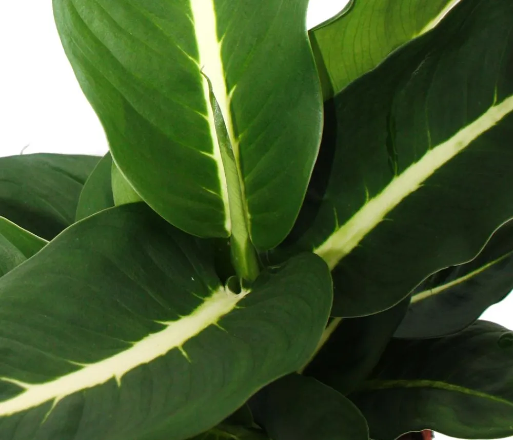 Dehner Dieffenbachien-Set - Dieffenbachia, 3-teilig