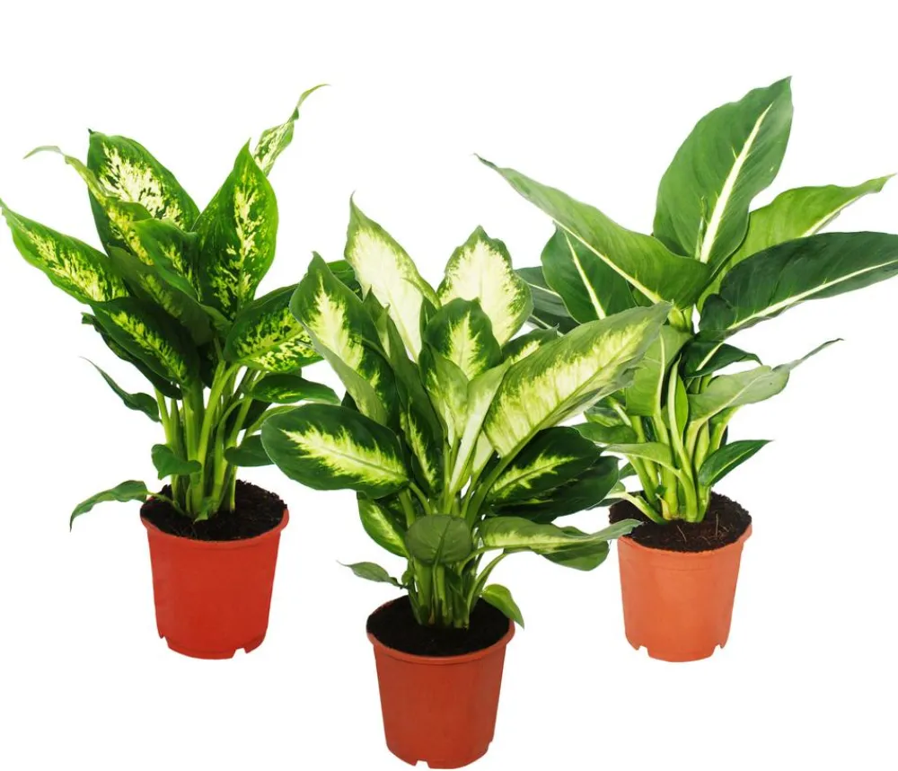 Dehner Dieffenbachien-Set - Dieffenbachia, 3-teilig