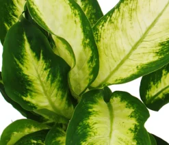 Dehner Dieffenbachien-Set - Dieffenbachia, 3-teilig
