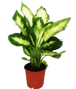 Dehner Dieffenbachien-Set - Dieffenbachia, 3-teilig