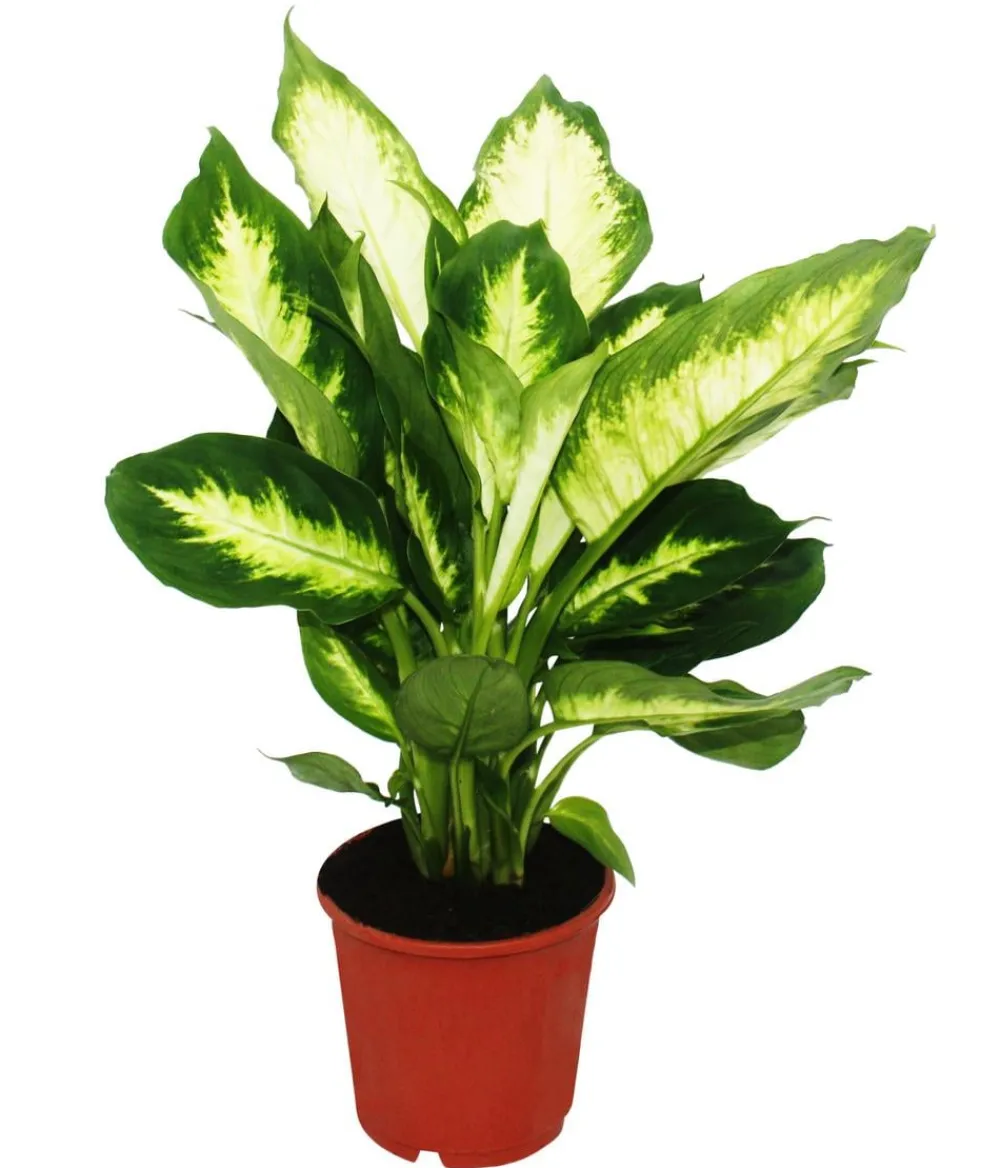Dehner Dieffenbachien-Set - Dieffenbachia, 3-teilig