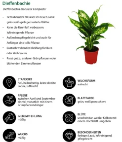 Dehner Dieffenbachien-Set - Dieffenbachia, 3-teilig