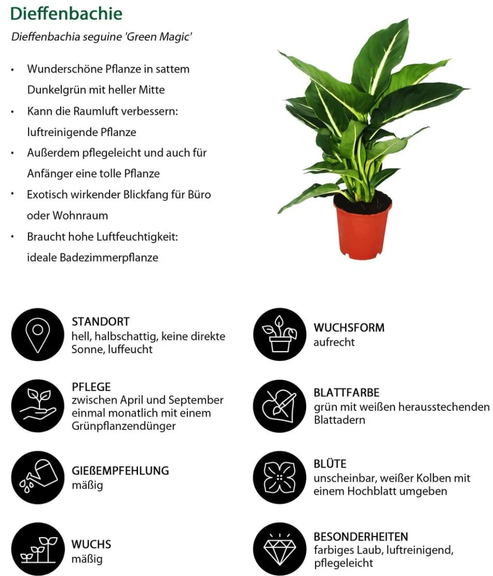 Dehner Dieffenbachien-Set - Dieffenbachia, 3-teilig