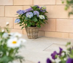 DIEPHAUS Schalungsstein, ca. B50/H25/T24 cm Beige Online