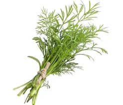 Dehner Garten- & Heilkräuter|Küchenkräuter > Dill