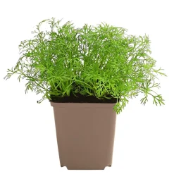 Dehner Garten- & Heilkräuter|Küchenkräuter > Dill
