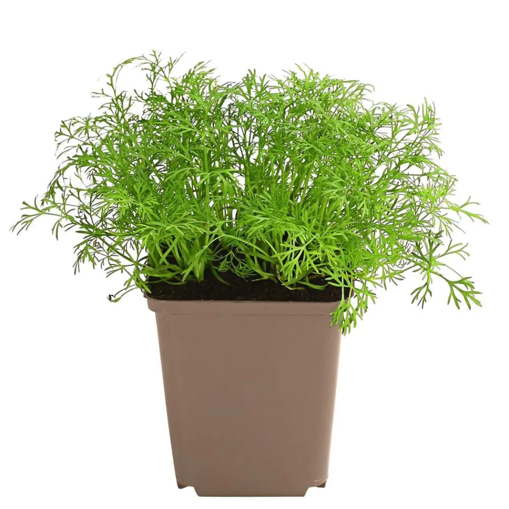 Dehner Garten- & Heilkräuter|Küchenkräuter > Dill