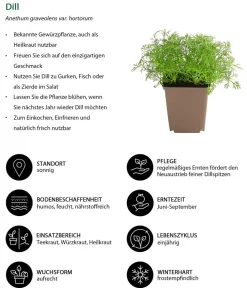 Dehner Garten- & Heilkräuter|Küchenkräuter > Dill