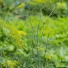 Dehner Garten- & Heilkräuter|Küchenkräuter - Dill, 6er Schale