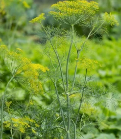 Dehner Garten- & Heilkräuter|Küchenkräuter - Dill, 6er Schale