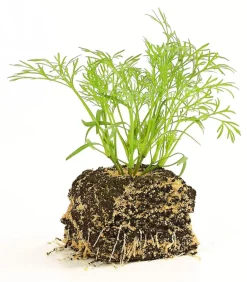 Dehner Garten- & Heilkräuter|Küchenkräuter - Dill, 6er Schale