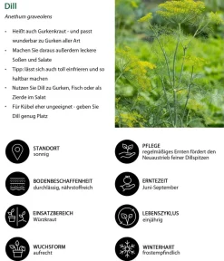Dehner Garten- & Heilkräuter|Küchenkräuter - Dill, 6er Schale