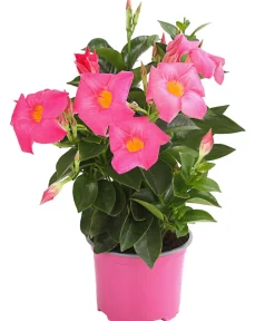 Dehner Terrassenpflanzen|Dipladenien - Dipladenie Rosa