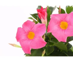 Dehner Terrassenpflanzen|Dipladenien - Dipladenie Rosa