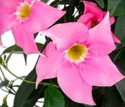 Dehner Dipladenie, Pyramide Pink Hot