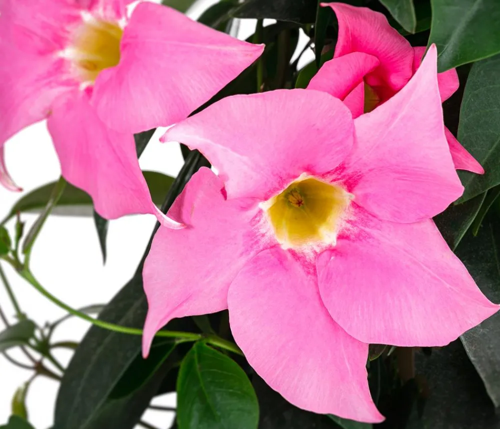 Dehner Dipladenie, Pyramide Pink Hot
