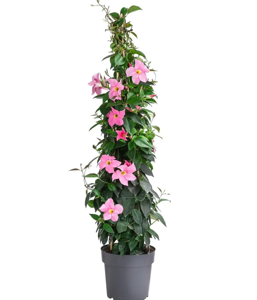 Dehner Dipladenie, Pyramide Pink Hot