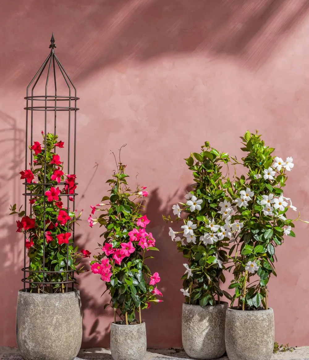 Dehner Dipladenie, Pyramide Pink Hot