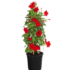 Dehner Dipladenie, Pyramide Rot Online