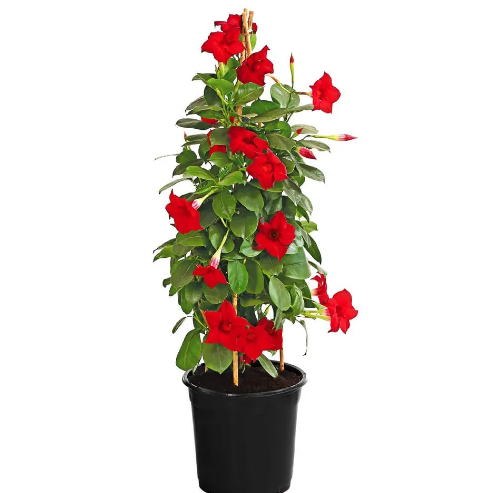 Dehner Dipladenie, Pyramide Rot Online
