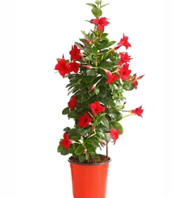 Dehner Terrassenpflanzen|Dipladenien - Dipladenie, Pyramide Rot