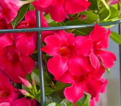 Dehner Terrassenpflanzen|Dipladenien - Dipladenie, Pyramide Rot